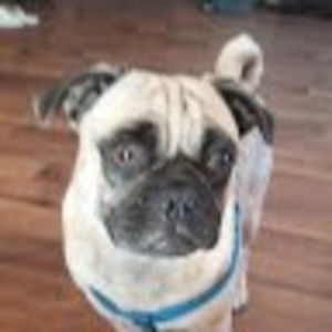 Meet your Posher, Jay